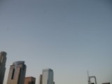 Birds of a Metropolis