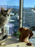 Feline and Canine Counter Companions