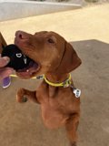 Happy Vizsla with Tennis Ball