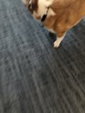 Pawsing on the Carpet