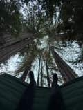 Tranquil Suspense Among Giants