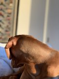 Sweet Dreams with Fido