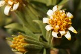 Yellow and White Daisy in Bloom