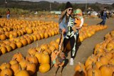 An Autumnal Adventure at Halfmoon Bay Pumpkin Patch