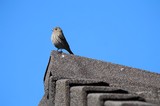 House Finch Perched on Rooftop Against Clear Blue Sky