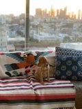 Cozy Canine on the Couch