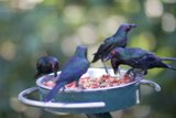 Feasting Flock