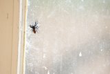 Arachnid Afternoon