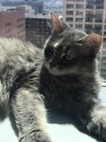 City Cat on the Window Sill