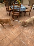 Tug of War Fun between Furry Best Friends