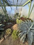 Tranquility in the Greenhouse