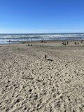 Ocean Adventure with My Furry Friend