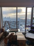 Canine Comfort in the Urban Jungle