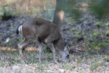 **Graceful Morning Grazer**