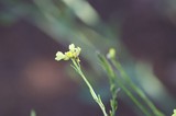 Delicate Wild Bloom on Mt. Diablo's Juniper Canyon Trail