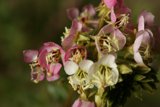 Blooming Beauties