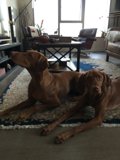 Vizsla Portrait