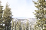 Majestic Evergreens in the Snowy Alpine Paradise
