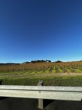Rolling Hills of Napa