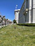 Pup's Sprint towards San Fran's Architectural Masterpiece