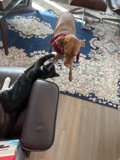 Playful Pals