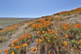 Hillside of Orange Poppies