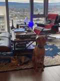 Furry Friends in a Cozy Living Room