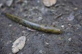 **Trail Trekker: The Slug's Journey**