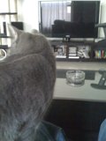 Feline Computer Connoisseur