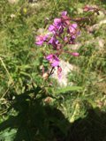 Purple Snapdragon Flower in Santa Fe Plaza