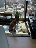 Contented Canine on Cozy Rug