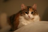 Calico Comfort