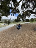 Swinging Under The Canopy