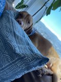 Cozy Canine Napping on California Couch
