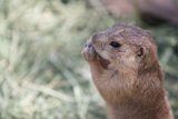 Standing Rodent
