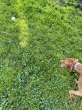 Fetching Fun in the Grass