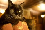 Black Cat Lounging on a Cozy Couch