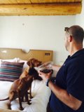 Man and Dogs Enjoying a Cozy Day in Santa Fe Bedroom