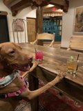 The Sophisticated Pooch