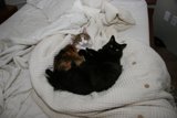 Cat Nap Time
