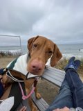 Coastal Companion