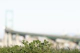 Greenery by the Bridge