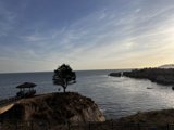 Tree Overlooking the Ocean