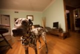 A Dalmatian in Hardwood Flooring Room