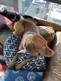 A Cozy Animal Duo