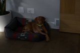 Restful Ridgeback in a Vizsla's Domain