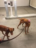 Walking the Vizslas