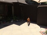 A Canine's Stroll on the Flagstone Walkway