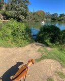 Scenic Stroll by the Lake