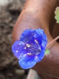 Blossoming Beauty
